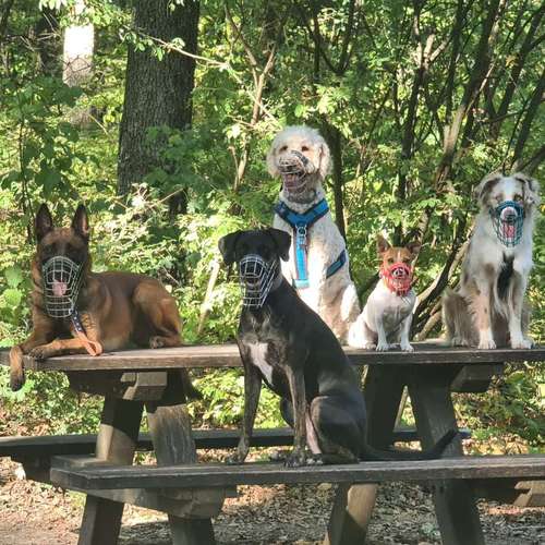 Hundeauslaufgebiet-hundeparadies.dog-Bild