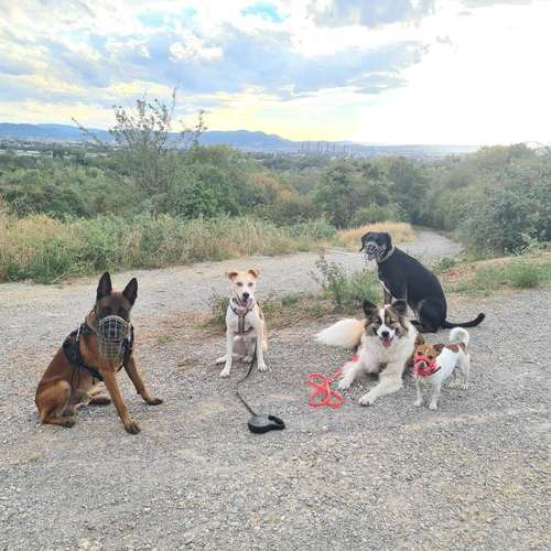 Hundeauslaufgebiet-hundeparadies.dog-Bild