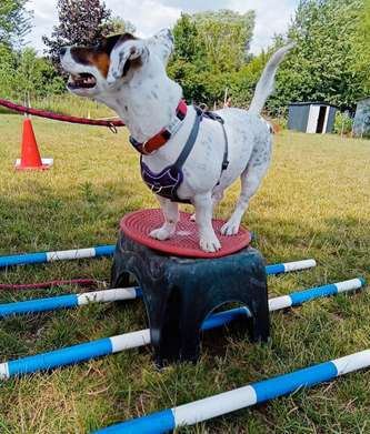 Hundeauslaufgebiet-HundsKompetenZEN - Leipzig - Brandis-Bild