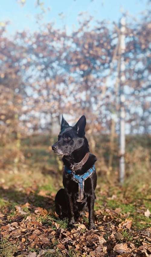 Hundeauslaufgebiet-HundsKompetenZEN - Leipzig - Brandis-Bild