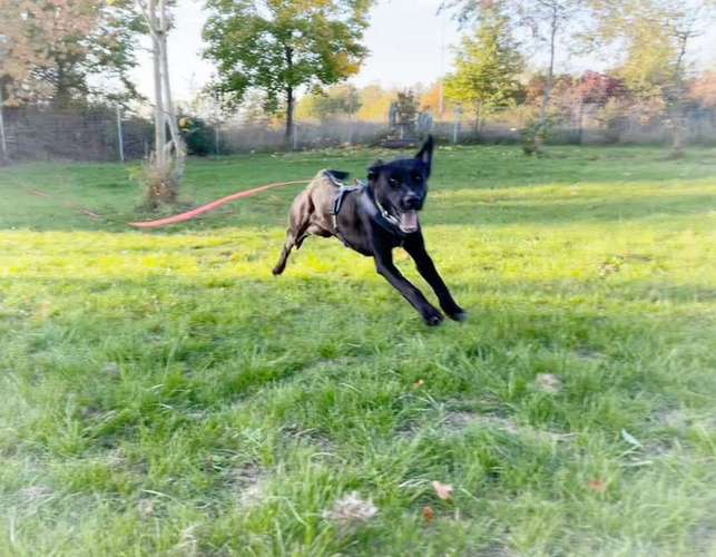 Hundeauslaufgebiet-HundsKompetenZEN - Leipzig - Brandis-Bild