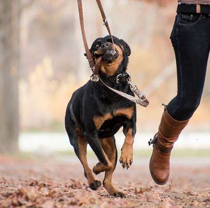 Hundeauslaufgebiet-HundsKompetenZEN - Leipzig - Brandis-Bild