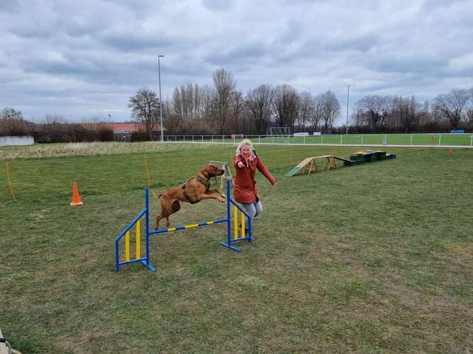 Hundeauslaufgebiet-Hundeschule vom Norddeister-Bild