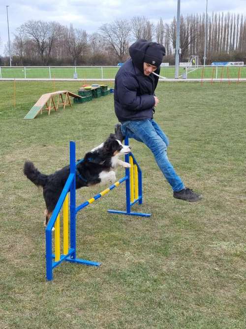 Hundeauslaufgebiet-Hundeschule vom Norddeister-Bild