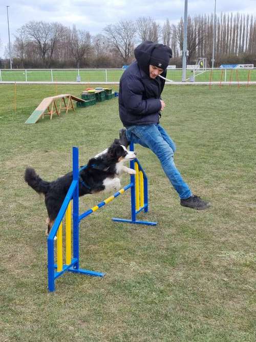 Hundeauslaufgebiet-Hundeschule vom Norddeister-Bild