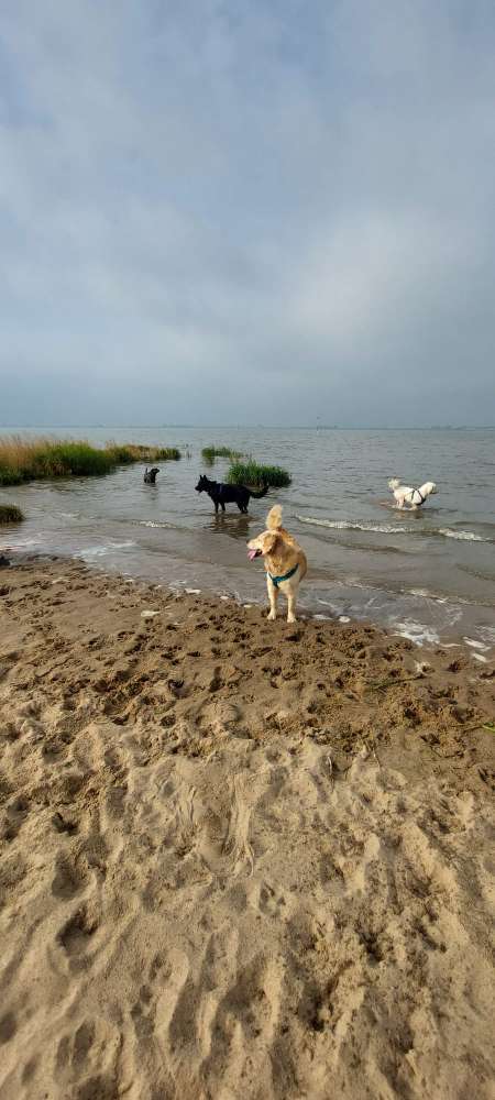 Hundeauslaufgebiet-total verHUNDst-Bild