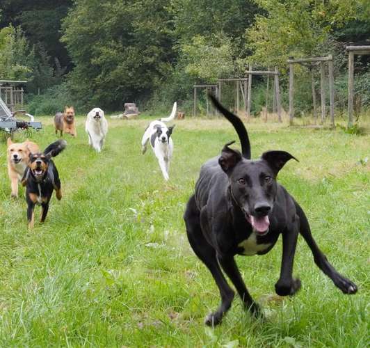 Hundeauslaufgebiet-total verHUNDst-Bild