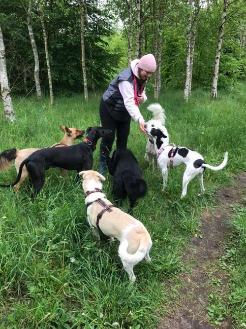 Hundeauslaufgebiet-total verHUNDst-Bild