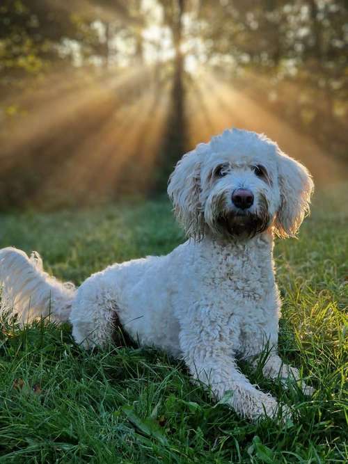 Hundeauslaufgebiet-total verHUNDst-Bild