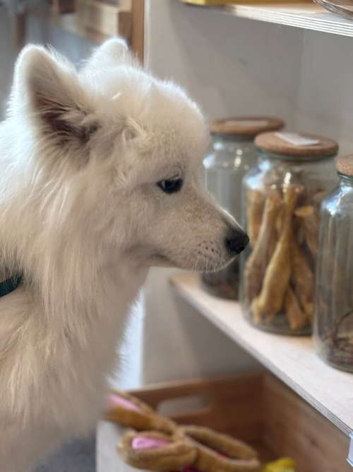 Hundeauslaufgebiet-Dogwash A-Go-Go-Bild