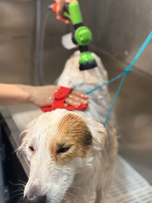 Hundeauslaufgebiet-Dogwash A-Go-Go-Bild