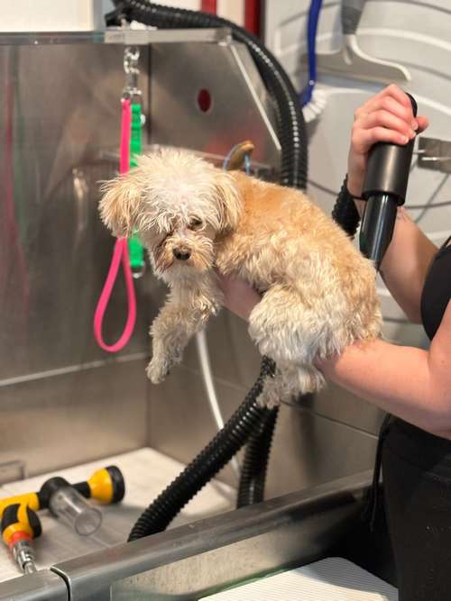 Hundeauslaufgebiet-Dogwash A-Go-Go-Bild