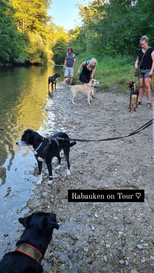 Hundeauslaufgebiet-Rabauken auf vier Pfoten - Hundeschule München-Bild