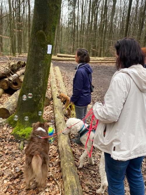 Hundeauslaufgebiet-Hundeschule Smart Dogs Wuppertal-Bild