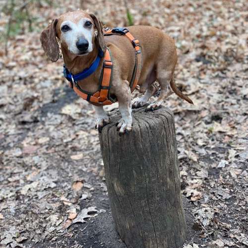 Hundeauslaufgebiet-Hundeschule Smart Dogs Wuppertal-Bild