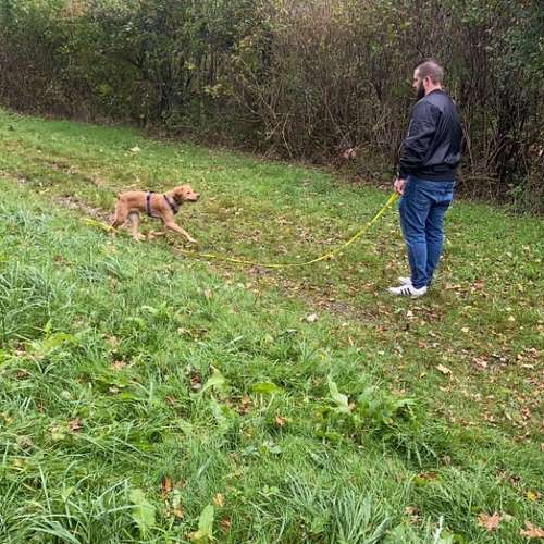 Hundeauslaufgebiet-Hundeschule Smart Dogs Wuppertal-Bild