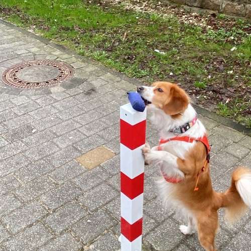 Hundeauslaufgebiet-Hundeschule Smart Dogs Wuppertal-Bild