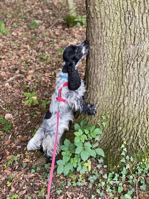 Hundeauslaufgebiet-Hundeschule Smart Dogs Wuppertal-Bild