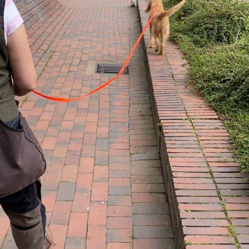Hundeauslaufgebiet-Hundeschule Smart Dogs Wuppertal-Bild