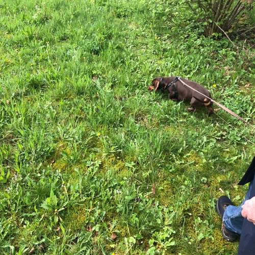 Hundeauslaufgebiet-Hundeschule Smart Dogs Wuppertal-Bild