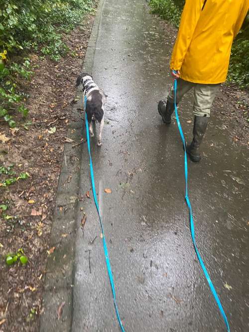 Hundeauslaufgebiet-Hundeschule Smart Dogs Wuppertal-Bild