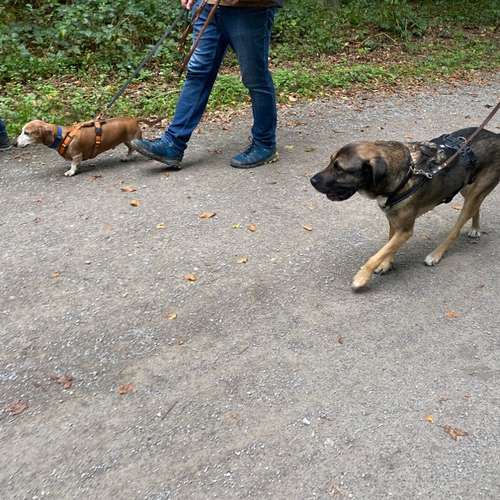 Hundeauslaufgebiet-Hundeschule Smart Dogs Wuppertal-Bild