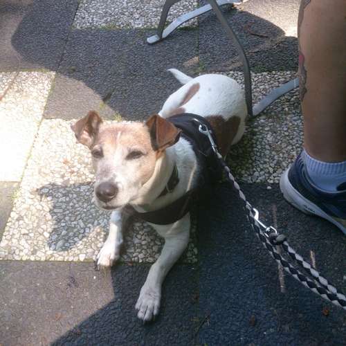 Hundeauslaufgebiet-Hundeschule Smart Dogs Wuppertal-Bild