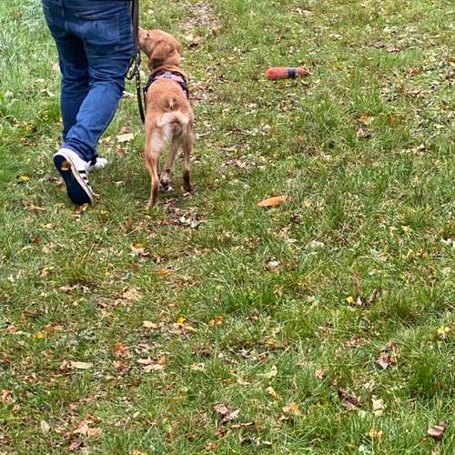 Hundeauslaufgebiet-Hundeschule Smart Dogs Wuppertal-Bild