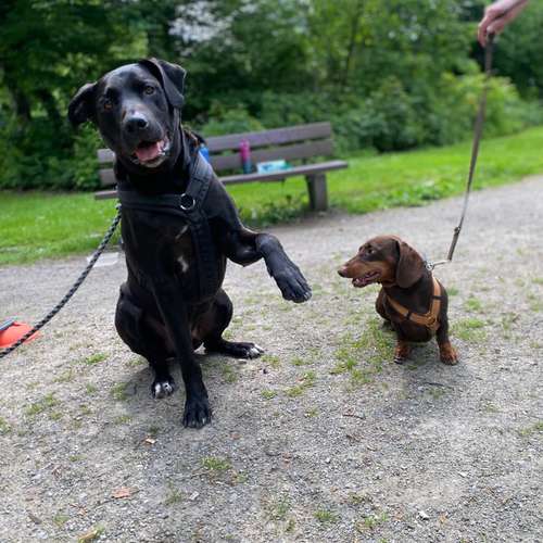 Hundeauslaufgebiet-Hundeschule Smart Dogs Wuppertal-Bild