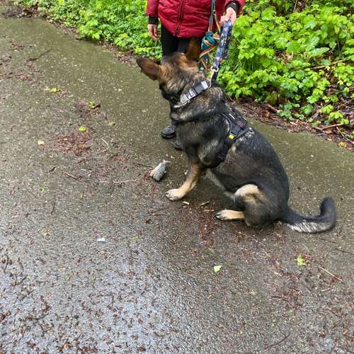 Hundeauslaufgebiet-Hundeschule Smart Dogs Wuppertal-Bild