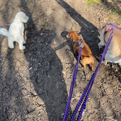 Hundeauslaufgebiet-Hundeschule Smart Dogs Wuppertal-Bild