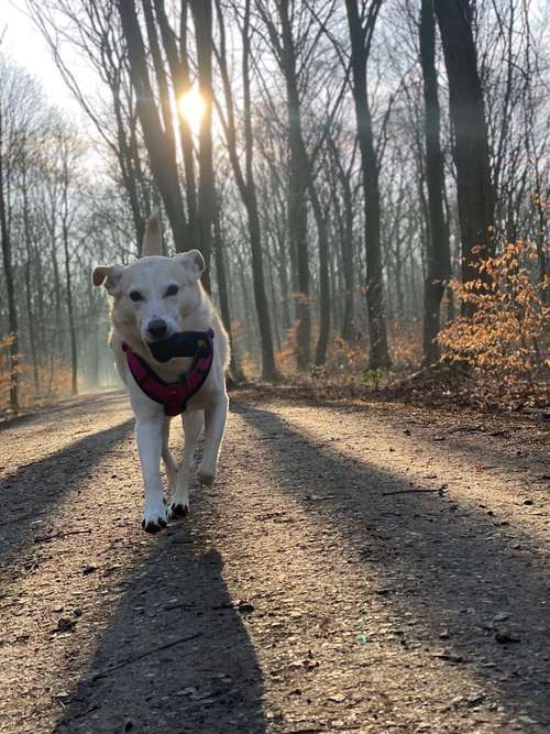 Hundeauslaufgebiet-Hundeschule Smart Dogs Wuppertal-Bild