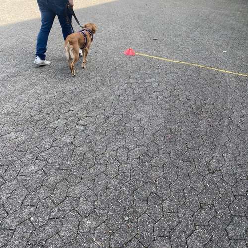 Hundeauslaufgebiet-Hundeschule Smart Dogs Wuppertal-Bild