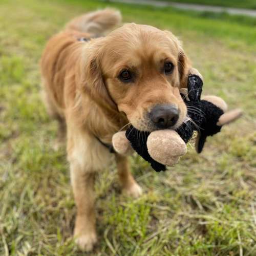 Hundeauslaufgebiet-Hundeschule Smart Dogs Wuppertal-Bild