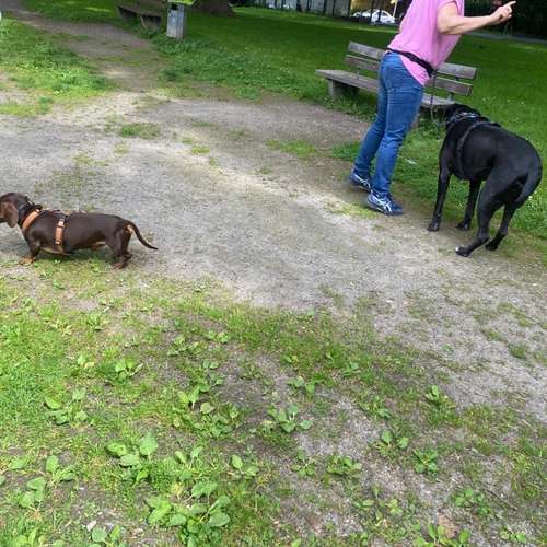 Hundeauslaufgebiet-Hundeschule Smart Dogs Wuppertal-Bild