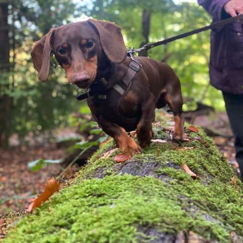 Hundeauslaufgebiet-Hundeschule Smart Dogs Wuppertal-Bild