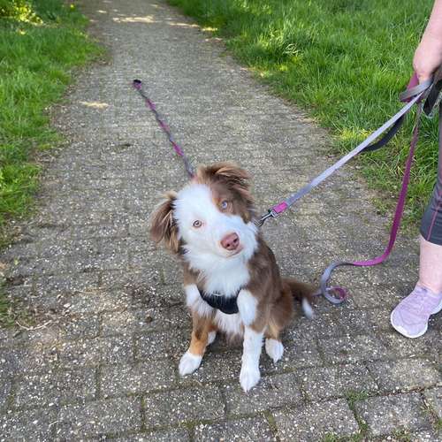 Hundeauslaufgebiet-Hundeschule Smart Dogs Wuppertal-Bild