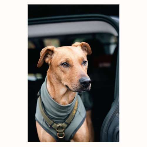 Hundeauslaufgebiet-The Talking Dog-Bild