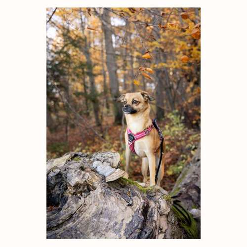Hundeauslaufgebiet-The Talking Dog-Bild