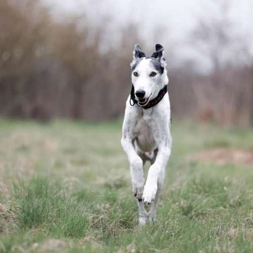 Hundeauslaufgebiet-The Talking Dog-Bild