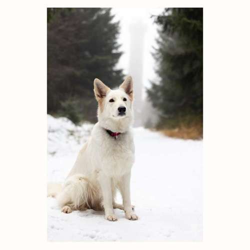 Hundeauslaufgebiet-The Talking Dog-Bild