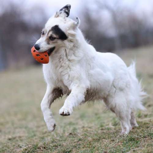 Hundeauslaufgebiet-The Talking Dog-Bild