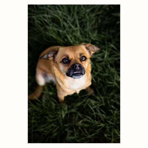 Hundeauslaufgebiet-The Talking Dog-Bild