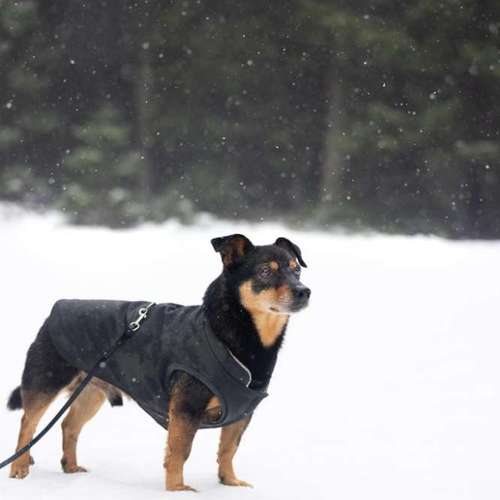 Hundeauslaufgebiet-The Talking Dog-Bild