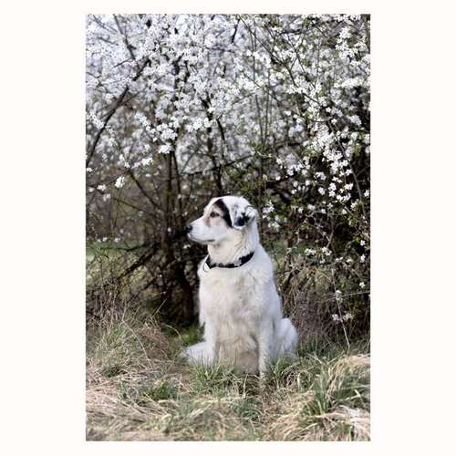 Hundeauslaufgebiet-The Talking Dog-Bild
