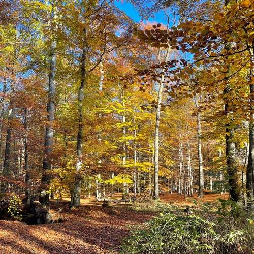 Hundeauslaufgebiet-Stinas Hundeschule-Bild