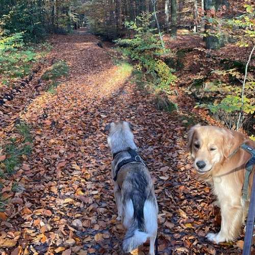 Hundeauslaufgebiet-Stinas Hundeschule-Bild