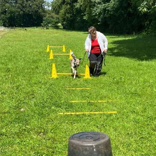 Hundeauslaufgebiet-Stinas Hundeschule-Bild