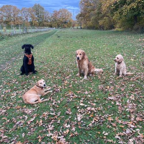 Hundeauslaufgebiet-Stinas Hundeschule-Bild
