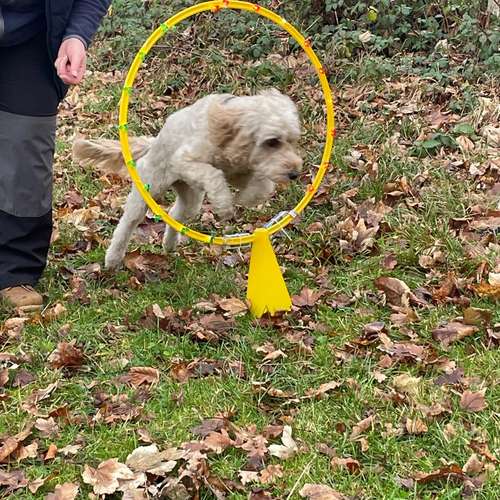 Hundeauslaufgebiet-Stinas Hundeschule-Bild